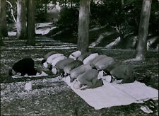 LG858 1946 Original Photo ISLAMIC PRAYER Men Bowing on Rugs Muslim Religion