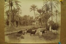 antique old PHOTO LEROUX  Arab Muslim AFRICA Goats woman girl ALGERIA 1890s